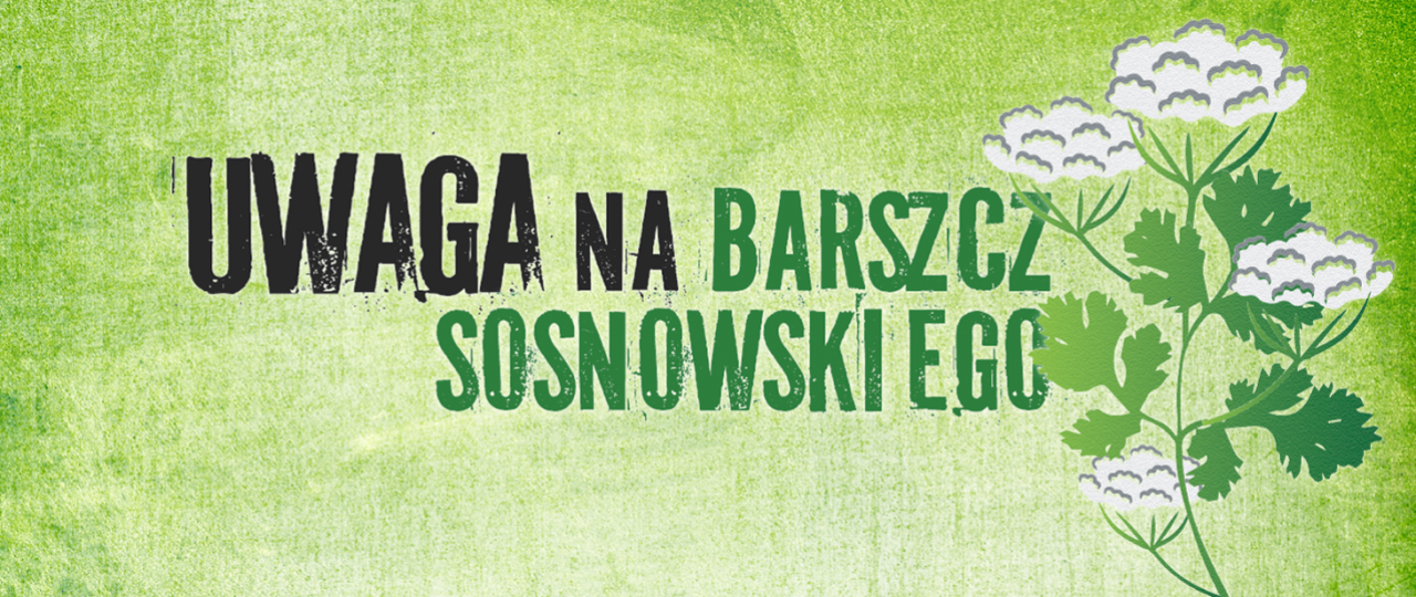 Uwaga na barszcz Sosnowskiego - informacja  Powiatowej Stacji Sanitarno-Epidemiologicznej w Wieliczce