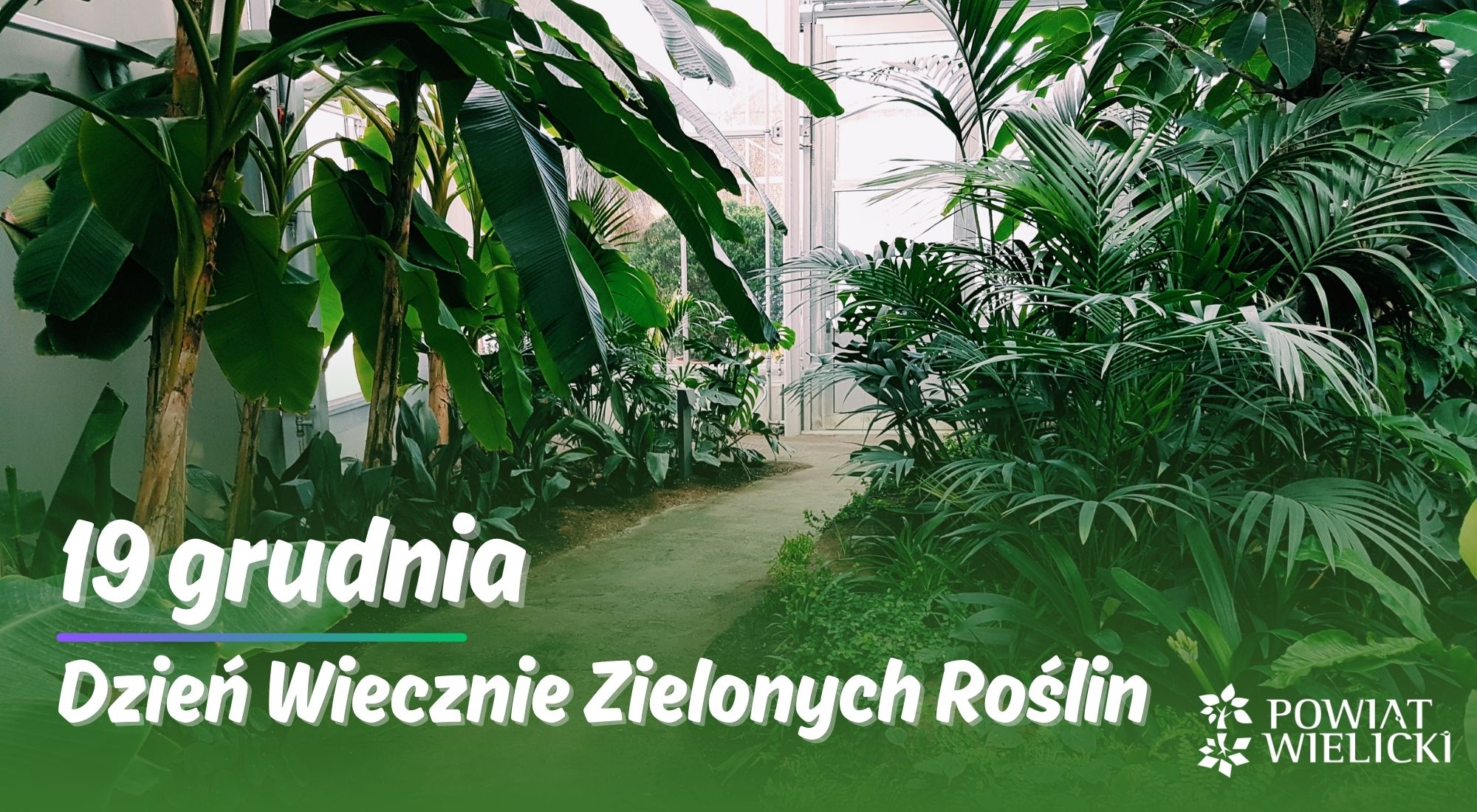 19 grudnia - dzień wiecznie zielonych roślin