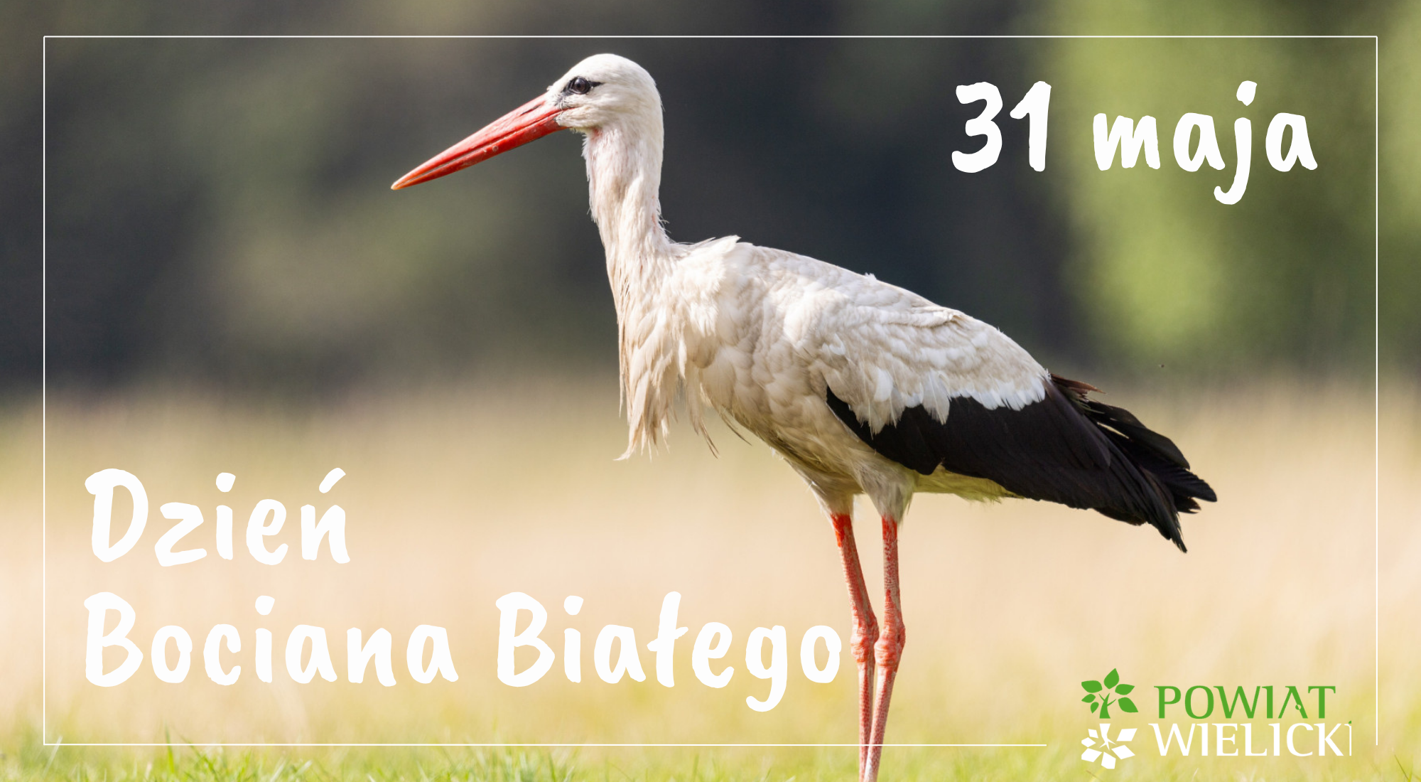 DZIEŃ BOCIANA BIAŁEGO