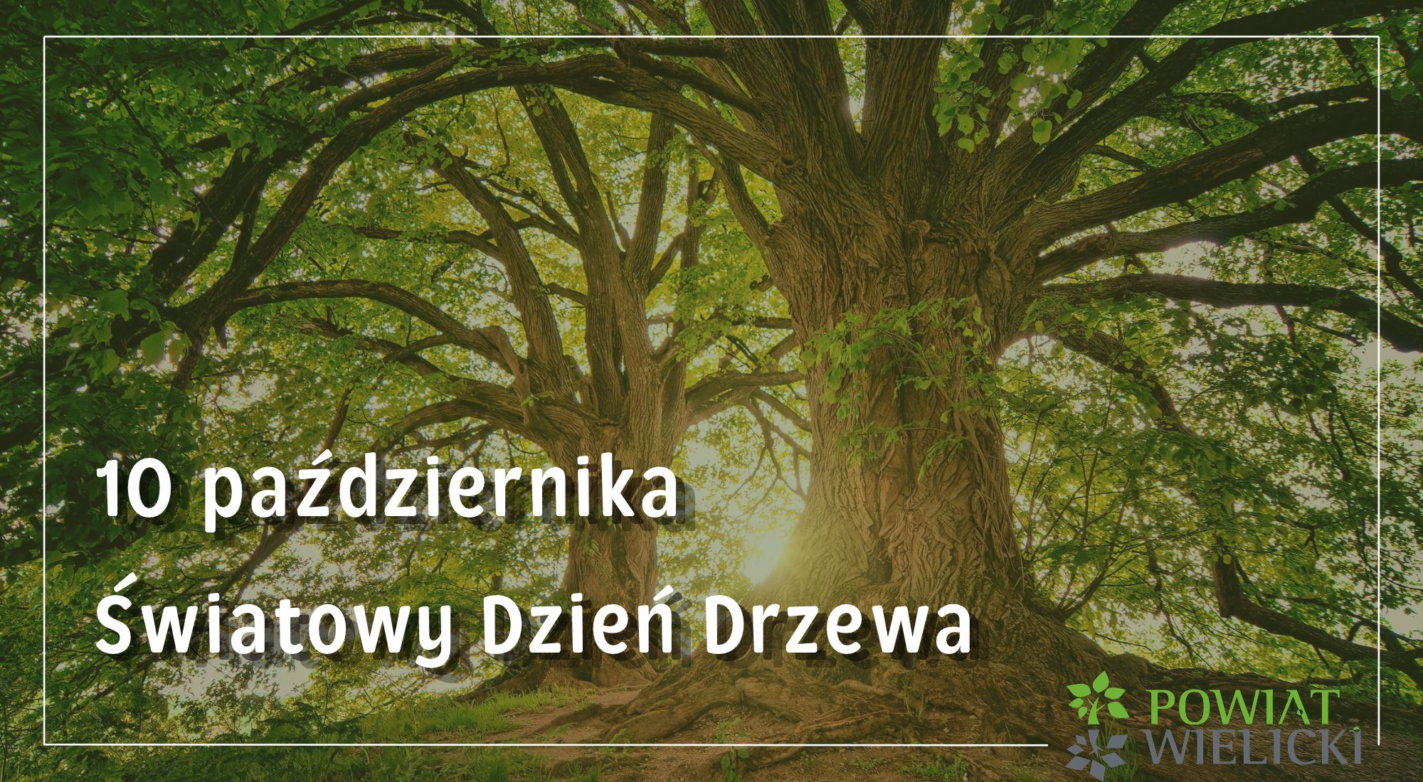 Światowy Dzień Drzewa