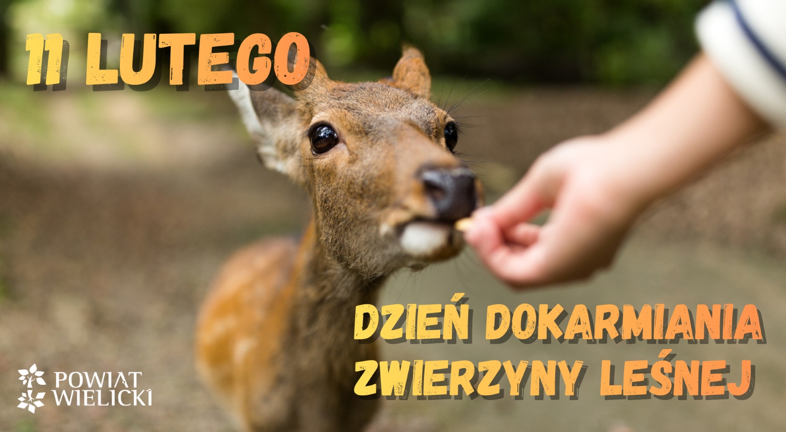 11 lutego – Dzień dokarmiania zwierzyny leśnej