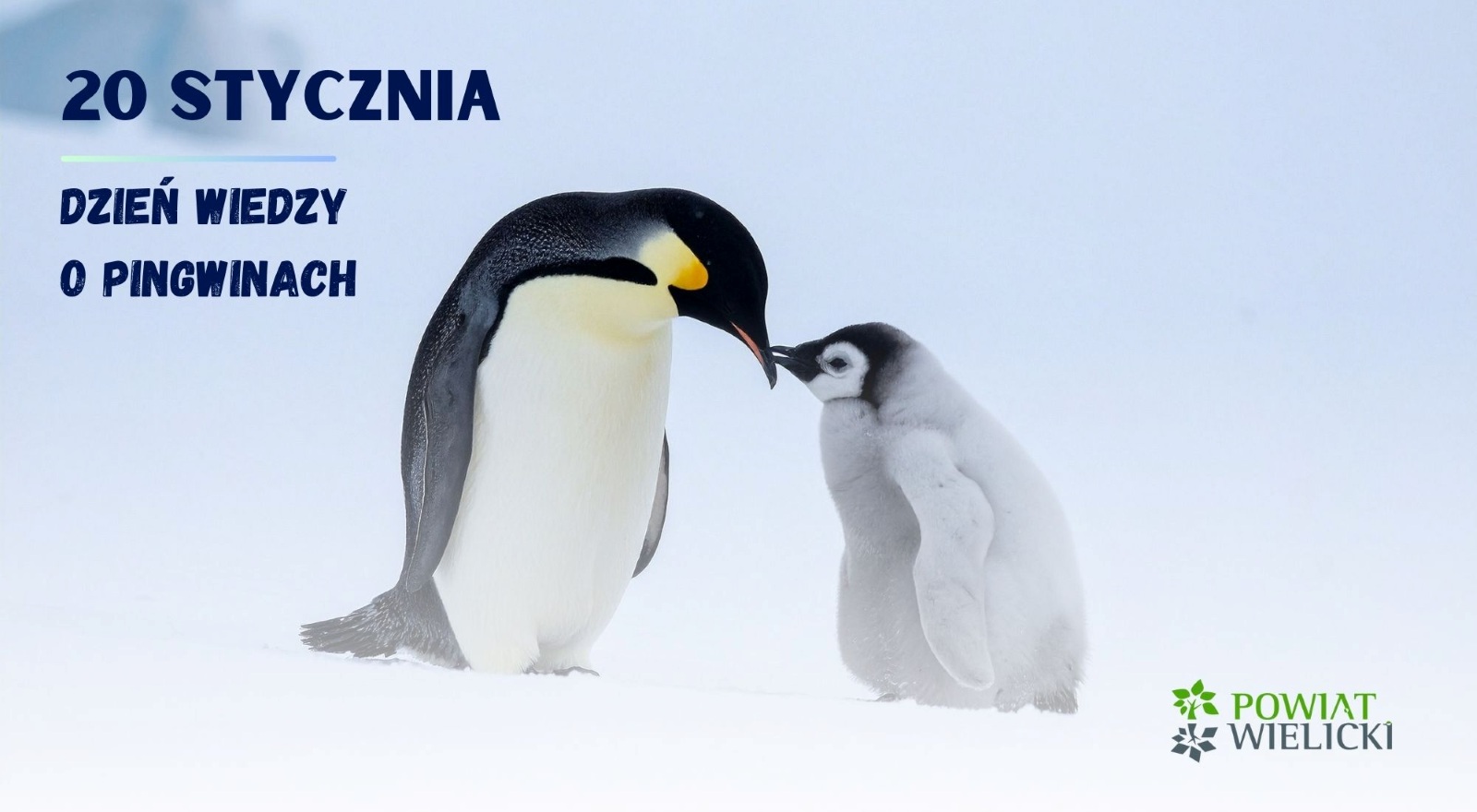20 stycznia obchodzimy Dzień Wiedzy o Pingwinach