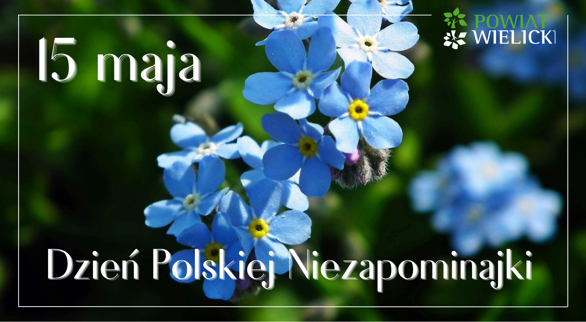 15 maja - Dzień Polskiej Niezapominajki