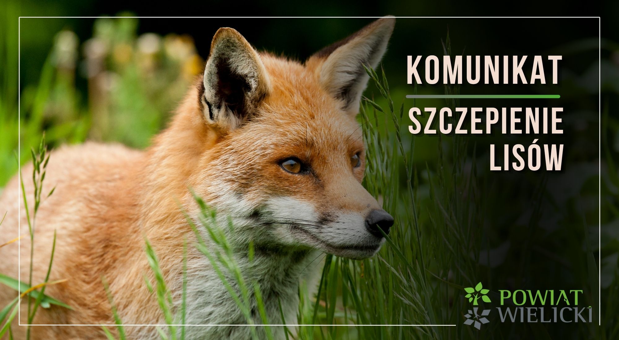 Jesienna akcja szczepienia lisów przeciwko wściekliźnie